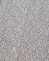 Stehkragenhemd Blumenprint, Almsach