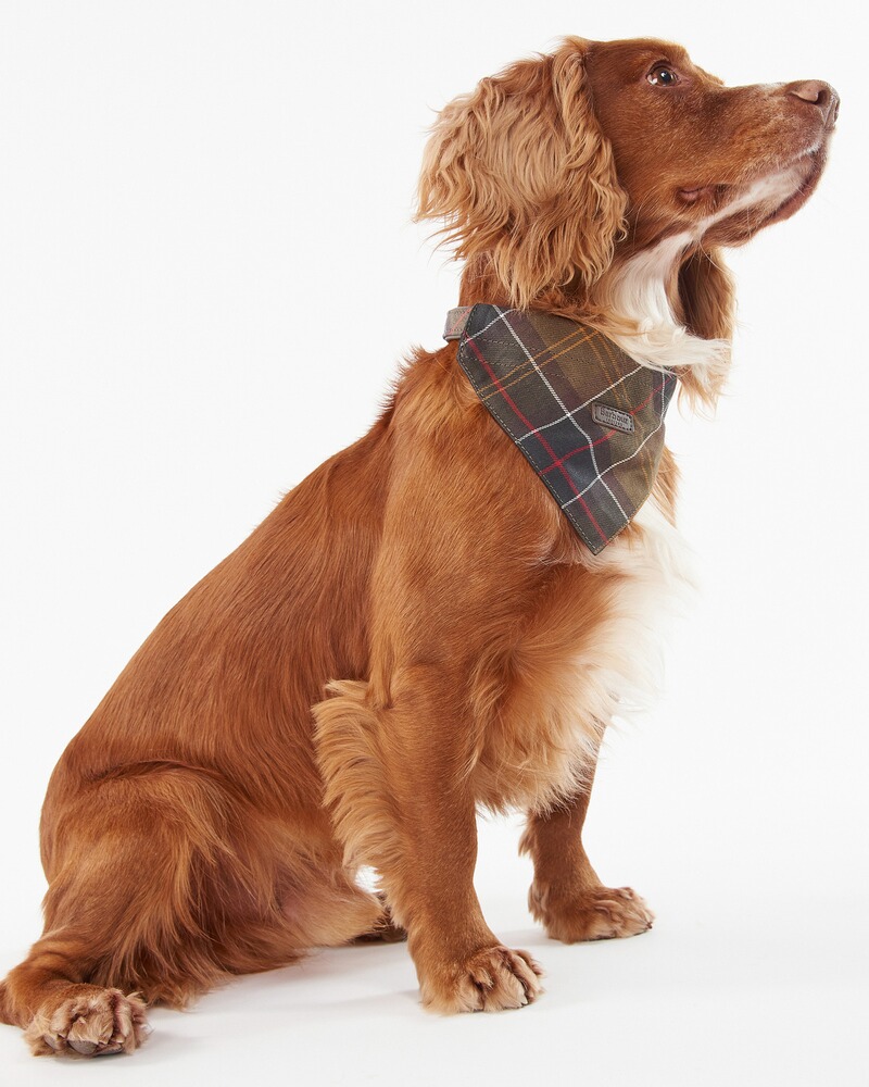 Barbour Hundehalstuch, Barbour