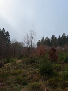 Bewertungsbild zu der Überschrift Tolle Hose, aber leider bei der dritten Drückjagd gerissen.